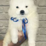 Sonic-male-Samoyed-puppy-for-sale-4
