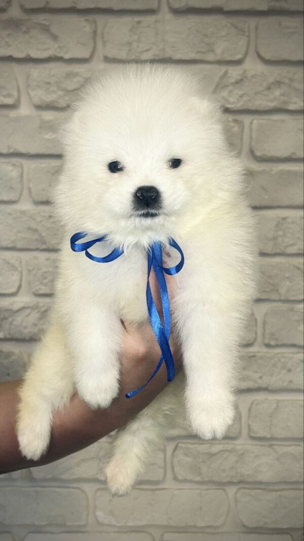 Sonic Samoyed Sonic Samoyed