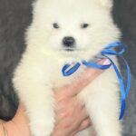 Sonic-male-Samoyed-puppy-for-sale-5