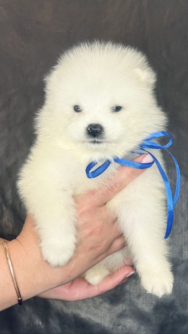 Sonic Samoyed Sonic Samoyed