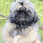 Stessi-female-Shih-Tzu-puppy-for-sale-1