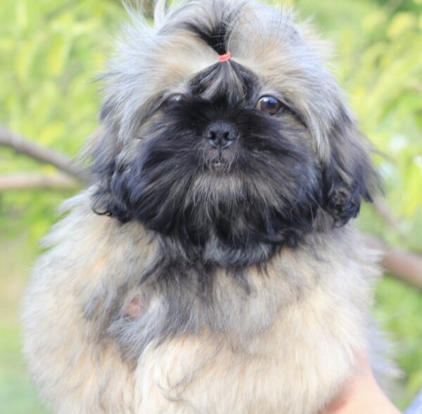 Stessi Shih Tzu Stessi Shih Tzu