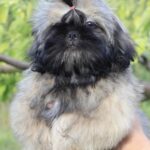 Stessi-female-Shih-Tzu-puppy-for-sale-2