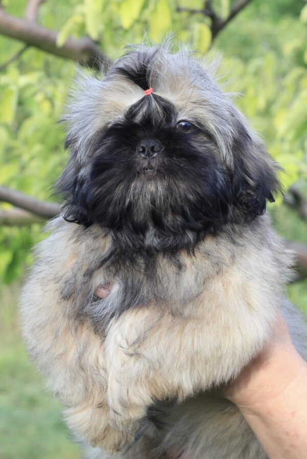 Stessi Shih Tzu Stessi Shih Tzu
