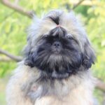 Sapfir Shih Tzu