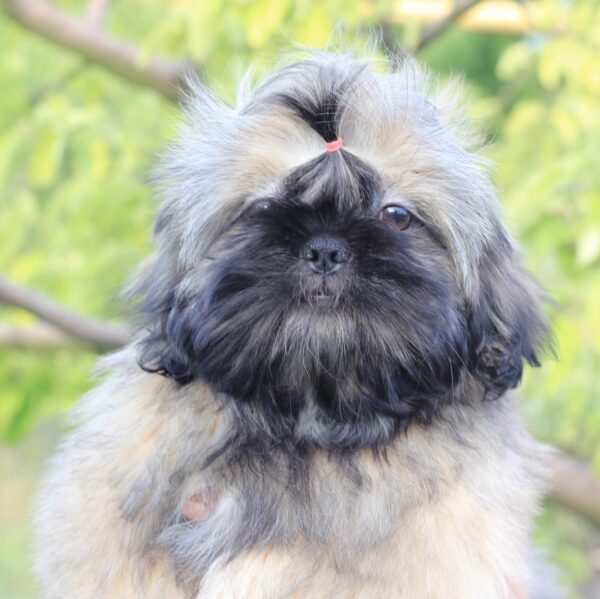Stessi Shih Tzu Stessi Shih Tzu