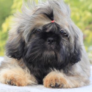 Stessi Shih Tzu