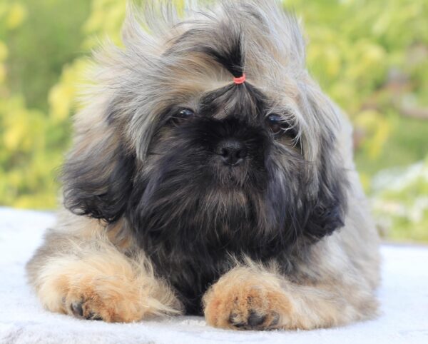 Stessi Shih Tzu Stessi Shih Tzu