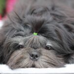 Sting-male-Shih-Tzu-puppy-for-sale-1