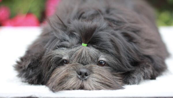 Sting Shih Tzu Sting Shih Tzu