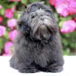 Sting-male-Shih-Tzu-puppy-for-sale-2