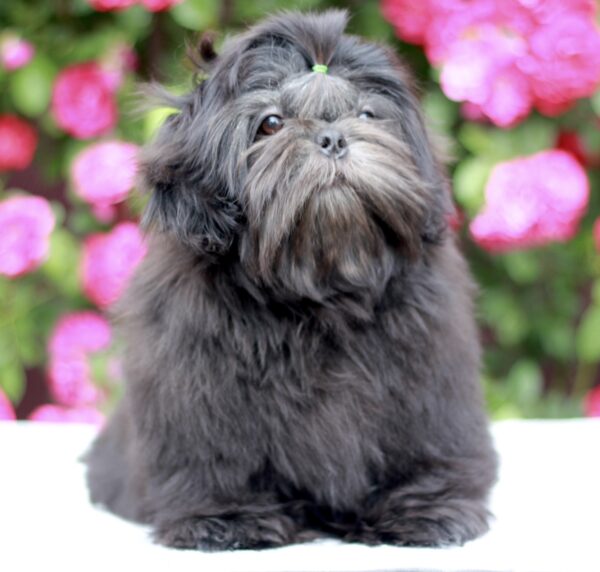 Sting Shih Tzu Sting Shih Tzu