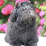 Sting-male-Shih-Tzu-puppy-for-sale-3