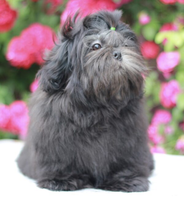 Sting Shih Tzu Sting Shih Tzu