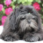 Sting-male-Shih-Tzu-puppy-for-sale-4