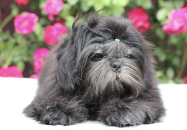Sting Shih Tzu Sting Shih Tzu