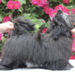 Sting-male-Shih-Tzu-puppy-for-sale-5