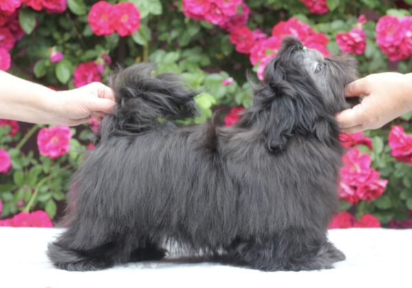 Sting Shih Tzu Sting Shih Tzu