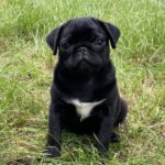 Favorit Pug