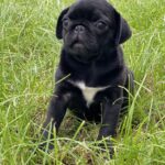 Taria-female-Pug-puppy-for-sale-2