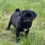 Taria-female-Pug-puppy-for-sale-3