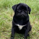 Taria-female-Pug-puppy-for-sale-4