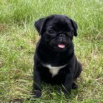 Taria-female-Pug-puppy-for-sale-5