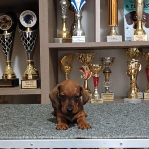 Vaga Miniature Dachshund