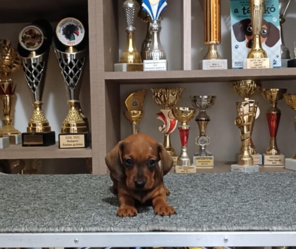 Vaga Miniature Dachshund