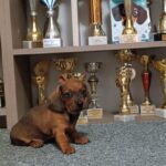 Vaga-female-miniature-dachshund-puppy-for-sale-1 (2)