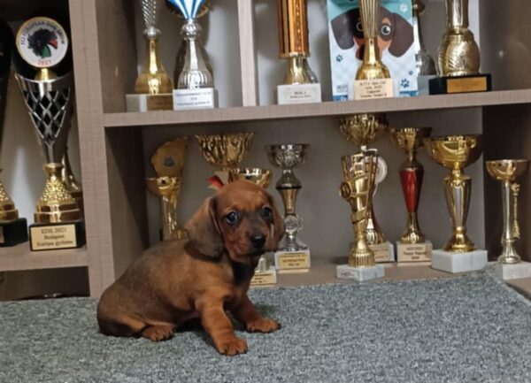 Vaga Miniature Dachshund