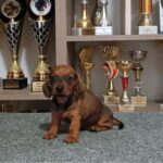 Ferdinand Miniature Dachshund