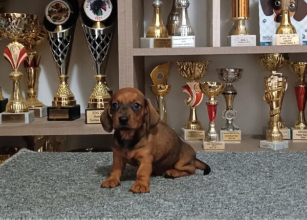 Vaga Miniature Dachshund
