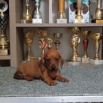 Valli-male-miniature-dachshund-puppy-for-sale-1 (1)