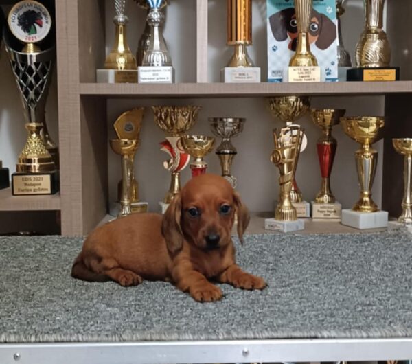 Valli Miniature Dachshund Valli Miniature Dachshund