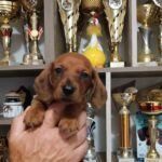 Valli-male-miniature-dachshund-puppy-for-sale-1 (2)