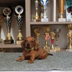 Valli-male-miniature-dachshund-puppy-for-sale-1 (3)
