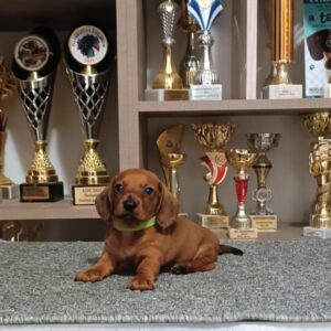 Valli Miniature Dachshund