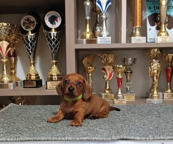 Valli Miniature Dachshund Valli Miniature Dachshund