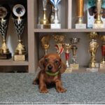 Hulk Miniature Dachshund