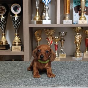 Valet Miniature Dachshund Valet Miniature Dachshund