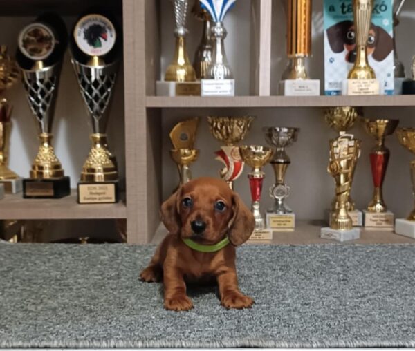 Valli Miniature Dachshund Valli Miniature Dachshund