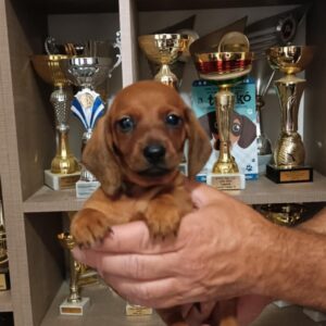 Veles Miniature Dachshund