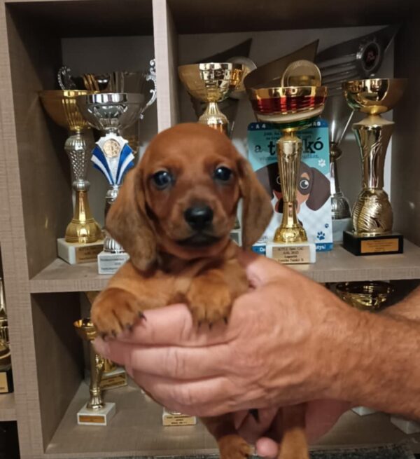 Veles Miniature Dachshund