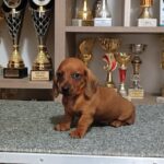 Benji Miniature Dachshund