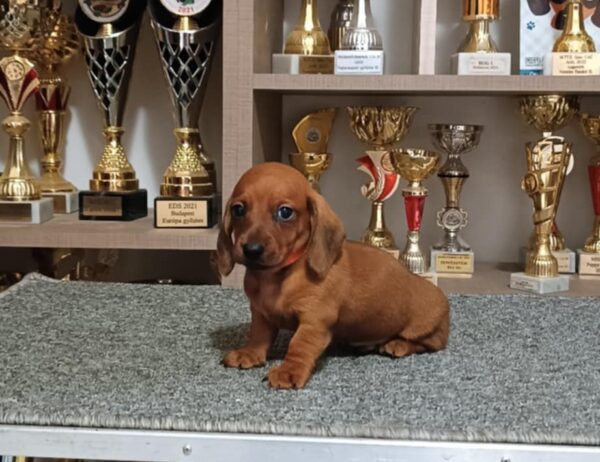 Veles Miniature Dachshund