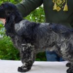 Adamant-male-English-Cocker-Spaniel-puppy-for-sale-1