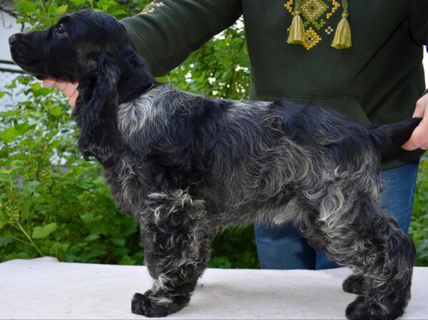 Adamant English Cocker Spaniel Adamant English Cocker Spaniel