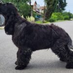 Adamant-male-English-Cocker-Spaniel-puppy-for-sale-2