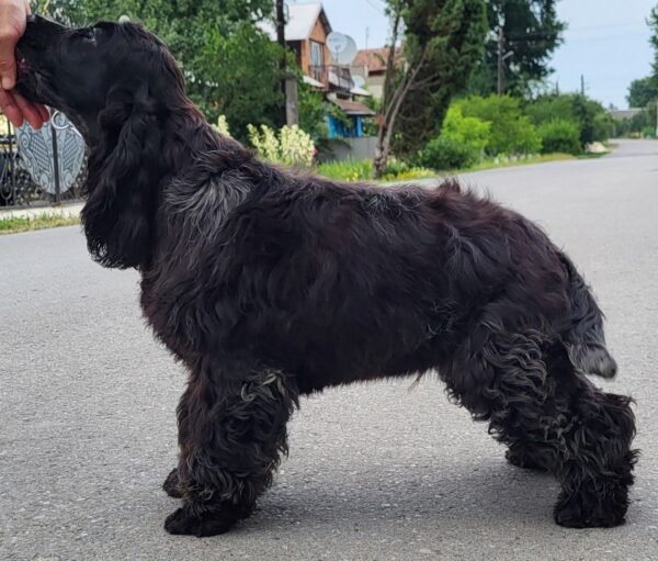 Adamant English Cocker Spaniel Adamant English Cocker Spaniel